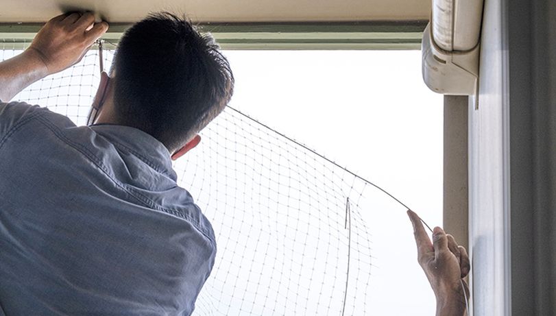 Bird specialist pest controller installing bird netting