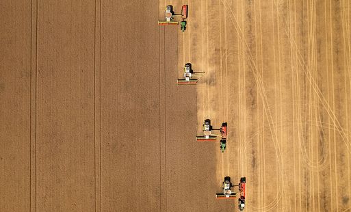 An aerial view of a wheat field being harvested by tractors.
