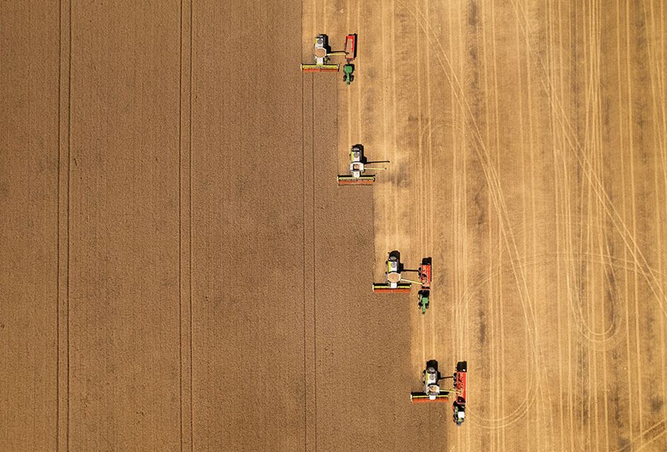 An aerial view of a wheat field being harvested by tractors.