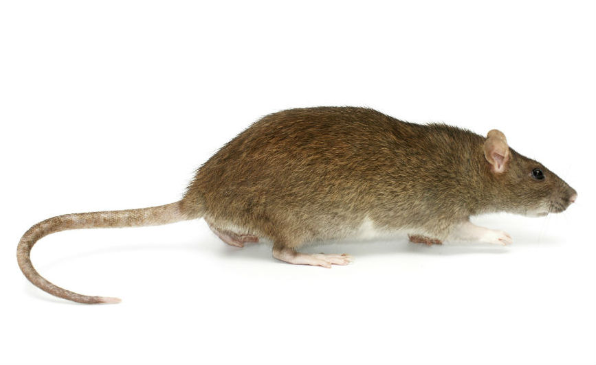 RSPH | RSPH Level 3 Award in Pest Management